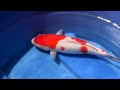 Click here to watch this video Dainichi Roman Offspring Auction Koi 19.7in 50cm