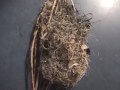 Wild Baltimore Orioles sing perch fly nest female male