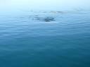 WHALE SHARK - baja mexico