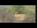 IMPALA