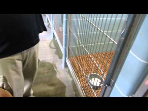 how to isolate a dog with kennel cough