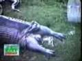 Yılan aygır yutarsa? / If a Snake bolts an entire hippo?