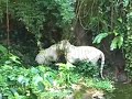 White Tigers - Singapore Zoo 1 White Tigers - Singapore Zoo 1