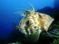 videos de Zeus Faber by GRAVITY ZERO Diving TEAM