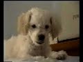 Videoclip de la perra enana caniche Mary de cachorro en diversas situaciones.