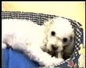 Caniche video