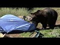 Grizzly Bears destroy camp Grizzly Bears destroy camp