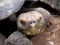 ガラパゴス諸島 サンタクルス島 チャールズ・ダーウィン研究所 (IN ECUADOR) 4