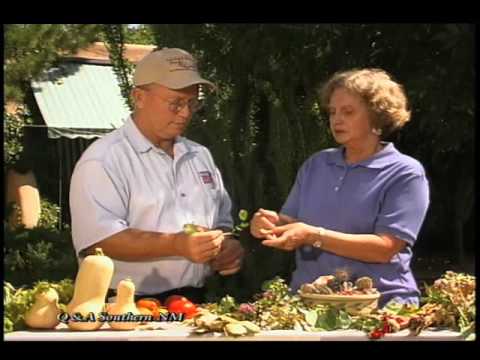 how to transplant sumac