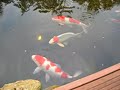 Carpe koi d\ Carpe koi d\