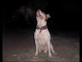 Kimu American PitBull Terrier
