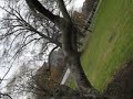 tree like a palm tree like a palm