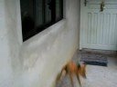Pingo - the Spider-Dog