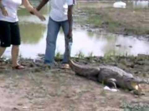 crocodille