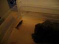 The Beginnings of Autumn's Mr. Gutsy her new crayfish