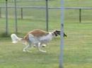 borzoi