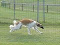 Borzoi