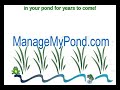 Pond Management How To Manage a Pond with Algae Weeds Muck Pond Management How To Manage a Pond with Algae Weeds Muck