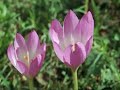 Trabzon - �aykara - Uzung�l