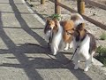 Sheltie Walks Her Sister