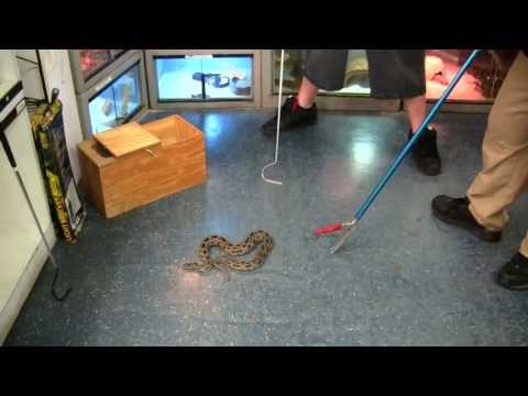 YouTube reptile video