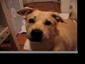 かわいい犬動画