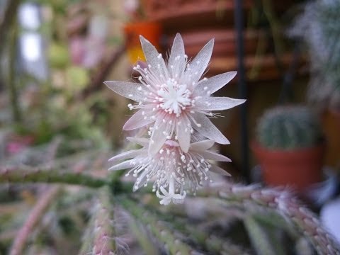 how to care for rhipsalis