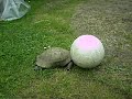 Schildpad Jantje voetbalt