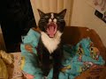 With a little appearence of a 'sleeping' Fry. She meow'd at one point during the video, but of course my camera is so lame that it doesnt play frickin sound. Enjoy the music : Play Me by The Chubbies