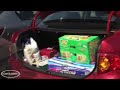 Icon for Post #Discount-Club Challenge: Compact Cars