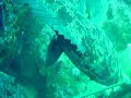 Big California Lingcod