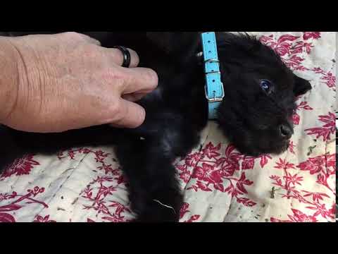 F1b Labradoodle Dani 512-783-6016
