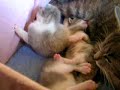 new litter...