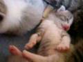 new litter...