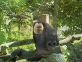 Vall�e des Singes