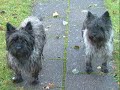 Cairn Terriers Cairn Terriers