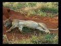 safari part 2