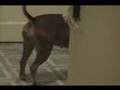 Smartest dog ever