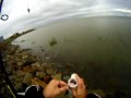 (7-GILL) SEVENGILL SHARK FISHING IN THE SAN FRANCISCO BAY