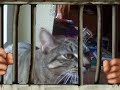 der traum meine shila der traum meine shila