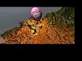 animation/after effects reel