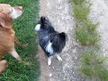 Crazy dog juming like a rabbit