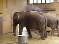 Elephant wash i ZOO Ostrava
