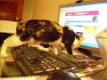 Vashj has a PC!