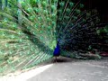 Pfau !