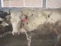 Pre-feasibility Pakistan's First Environmental Control Dairy Farm 6 May 2010 Lahore Pakistan