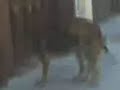 Perros cogiendo