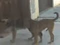 Perros cogiendo