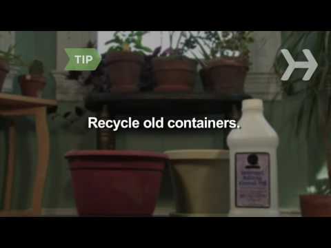 how to replant rubber plant