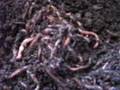 Hopevids- Vermiculture